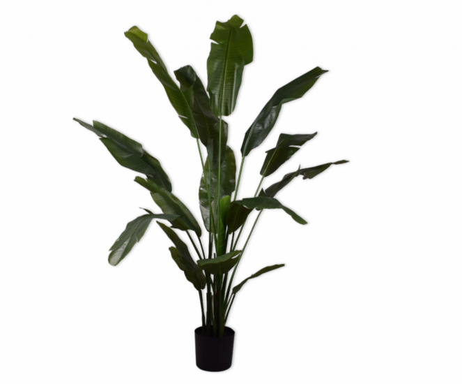 STRELITZIA GROEN 180 cm