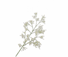 GYPSOPHILA TAK WIT 90 cm