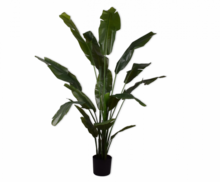 STRELITZIA GROEN 180 cm